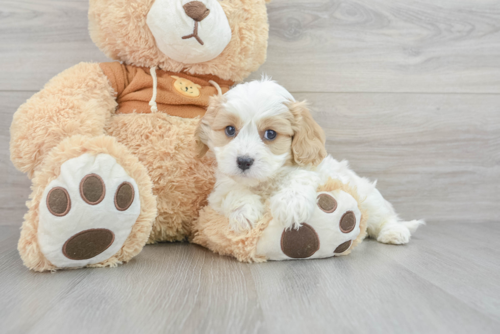 Cute Cavachon Baby