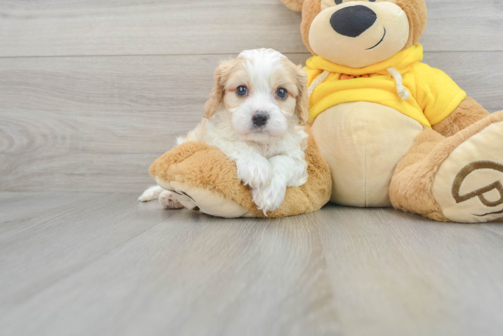 Adorable Cavalier Designer Puppy