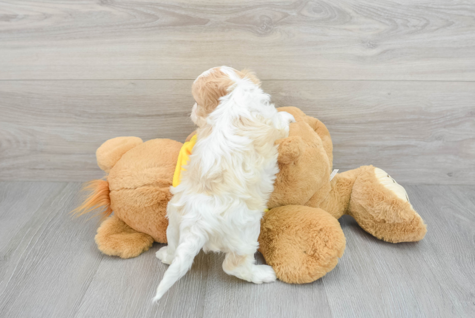 Popular Cavachon Designer Pup