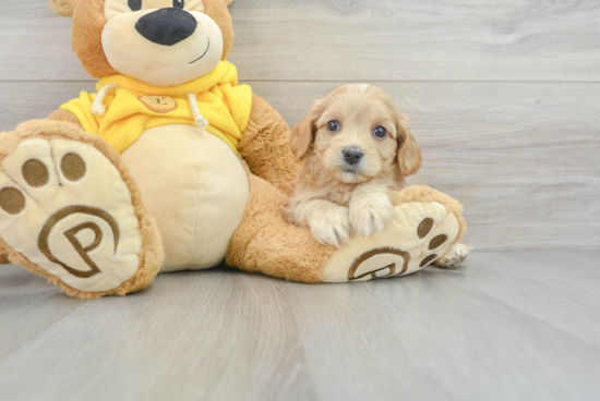 Cavachon Puppy for Adoption