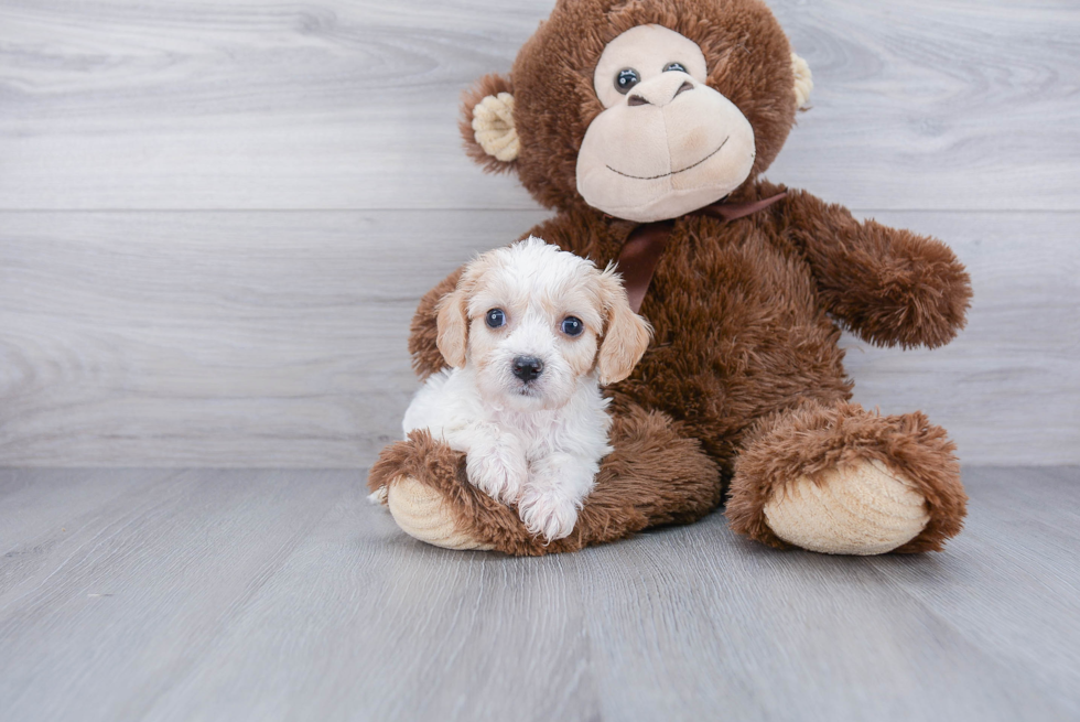 Friendly Cavachon Baby