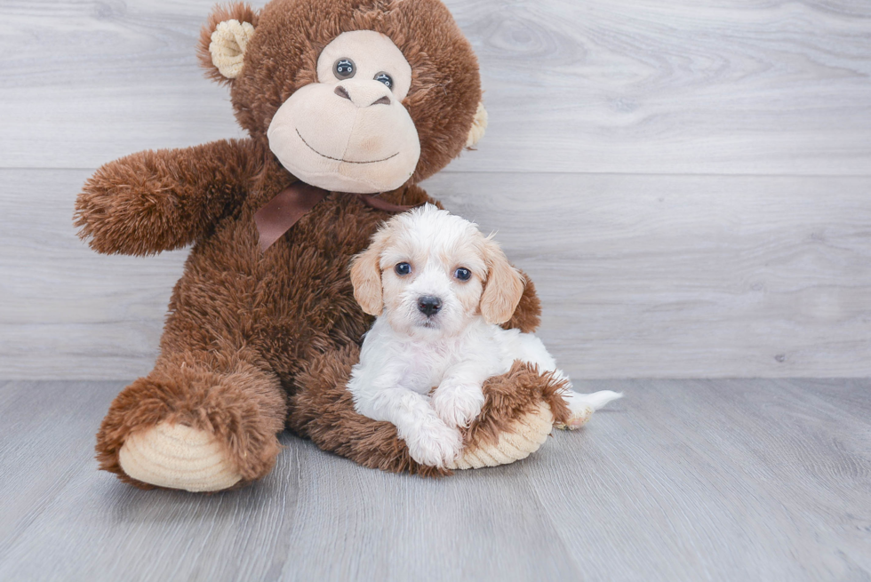 Sweet Cavachon Baby