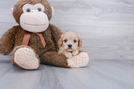 Best Cavachon Baby