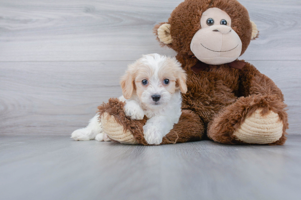 Best Cavachon Baby