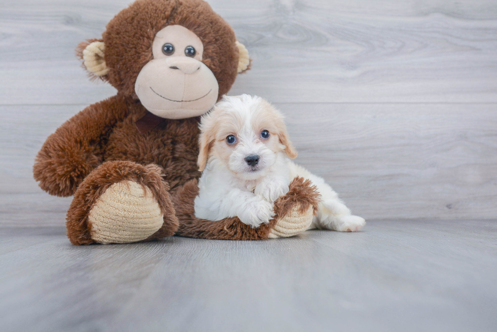 Hypoallergenic Cavalier Designer Puppy