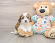5 week old Cavachon Puppy For Sale - Premier Pups
