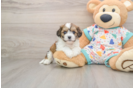 Popular Cavachon Designer Pup