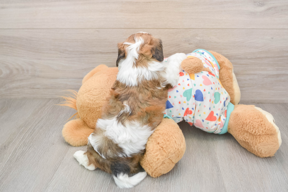 Sweet Cavachon Baby