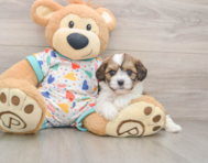 5 week old Cavachon Puppy For Sale - Premier Pups