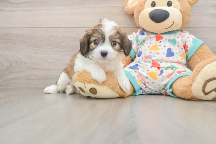 Playful Cavalier Bichon Designer Puppy