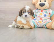 6 week old Cavachon Puppy For Sale - Premier Pups