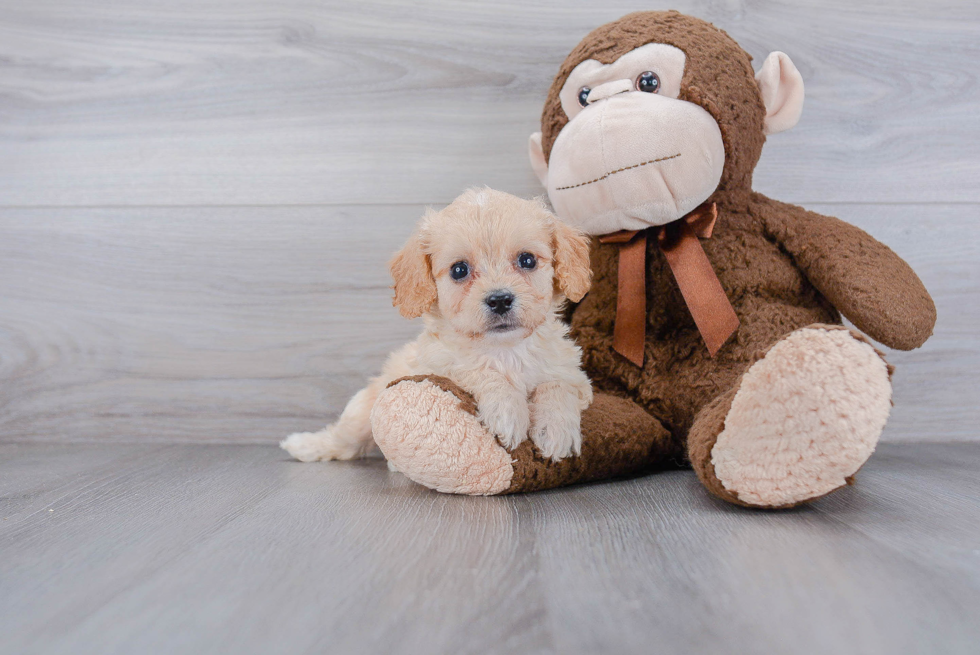 Cavachon Pup Being Cute