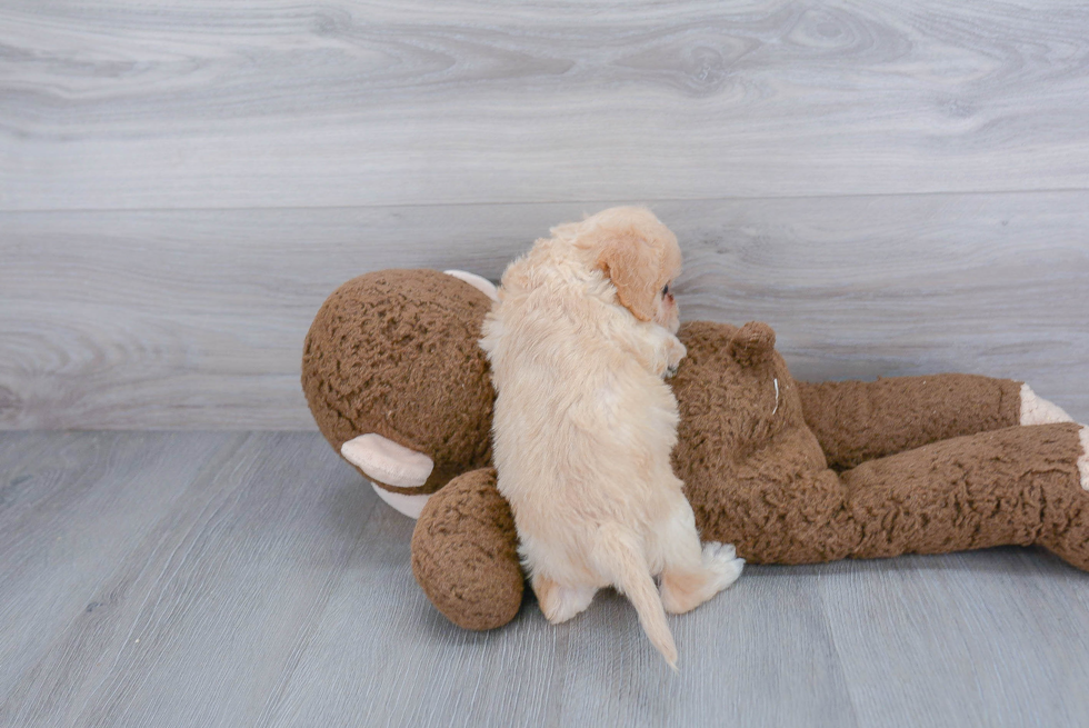 Cavachon Pup Being Cute