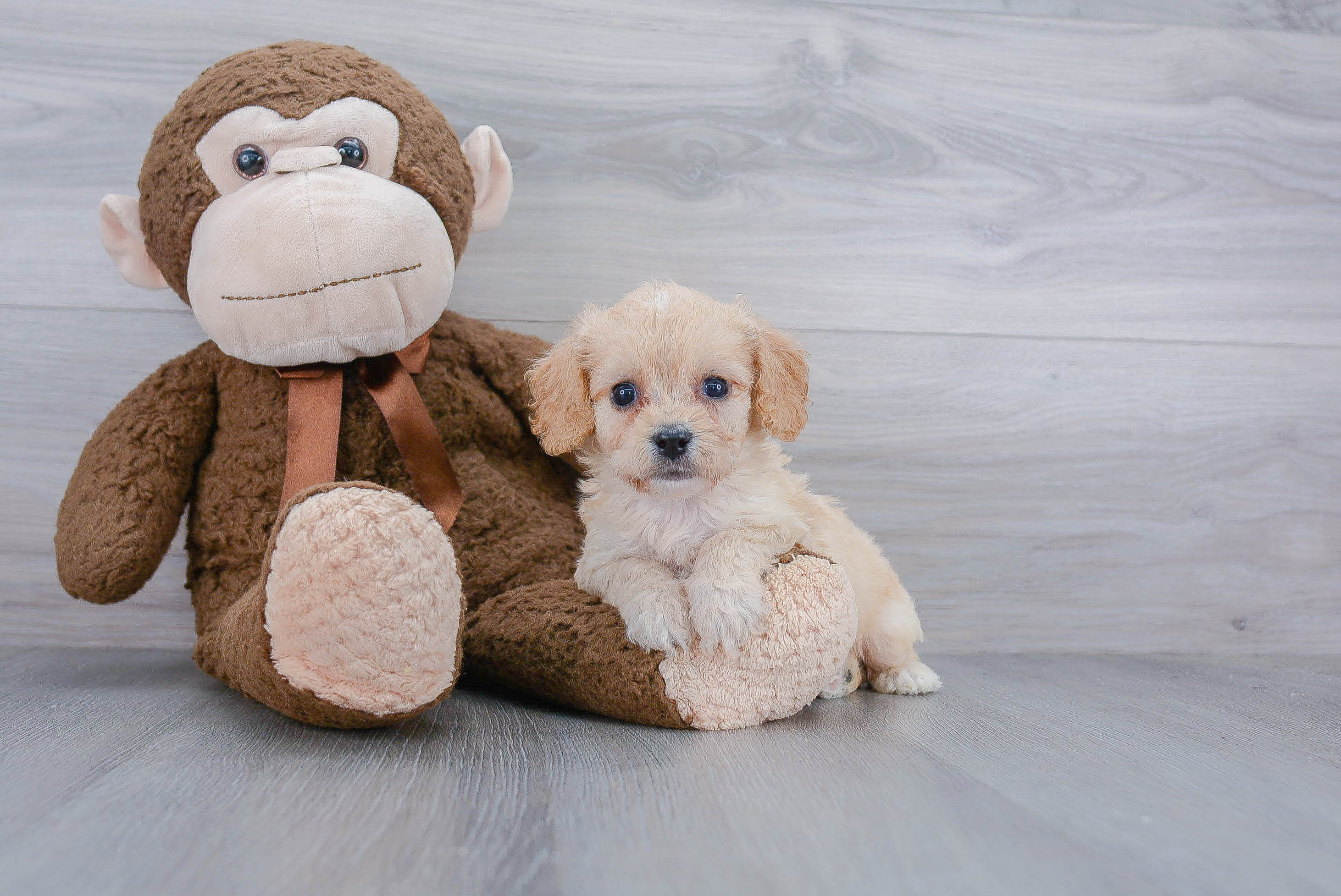 Popular Cavachon Designer Pup