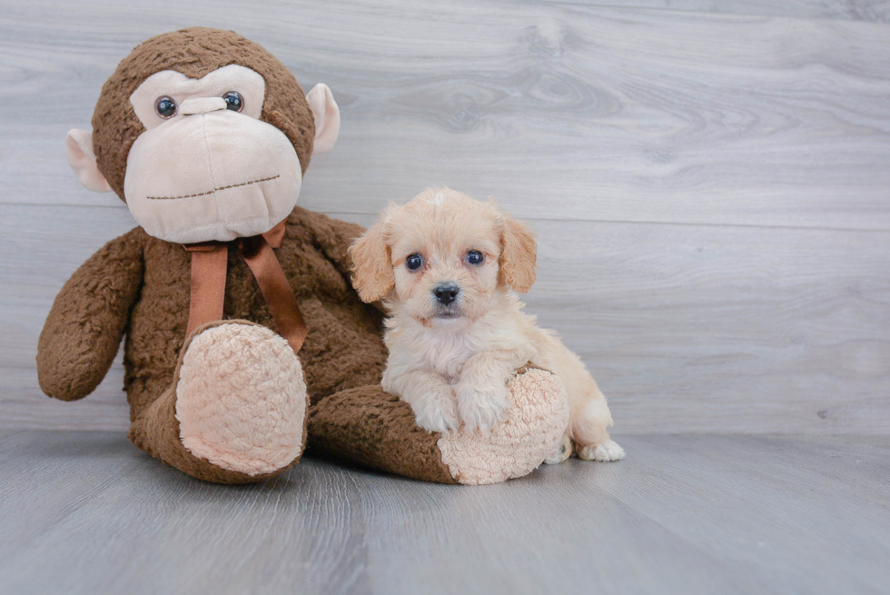 Popular Cavachon Designer Pup