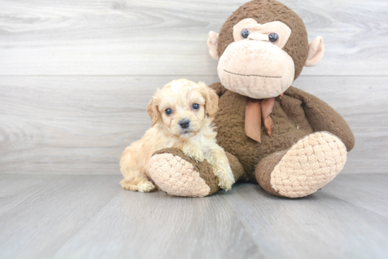 Best Cavachon Baby