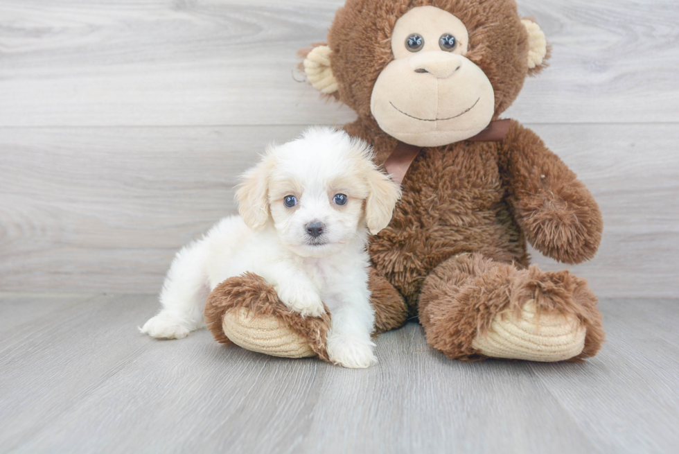 Cavachon Puppy for Adoption