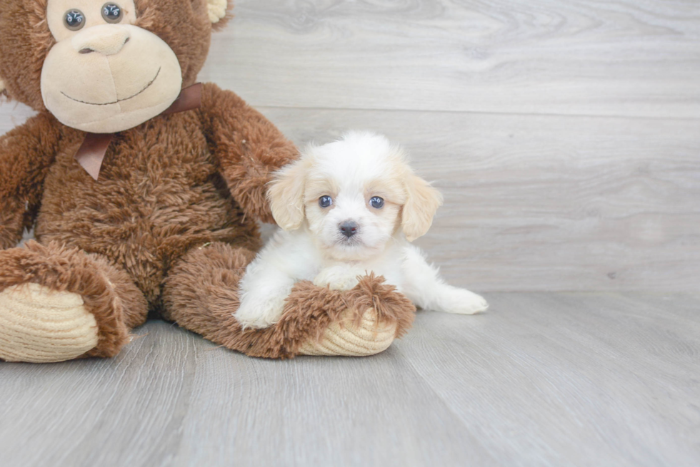 Happy Cavachon Baby
