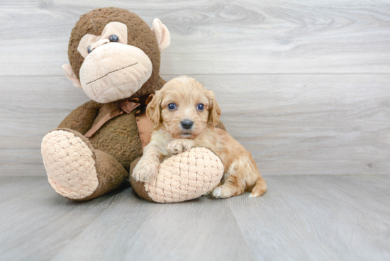 Friendly Cavachon Baby