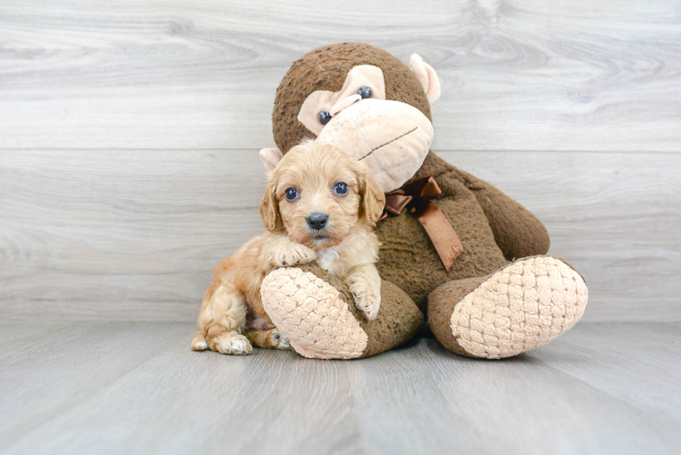 Petite Cavachon Designer Pup