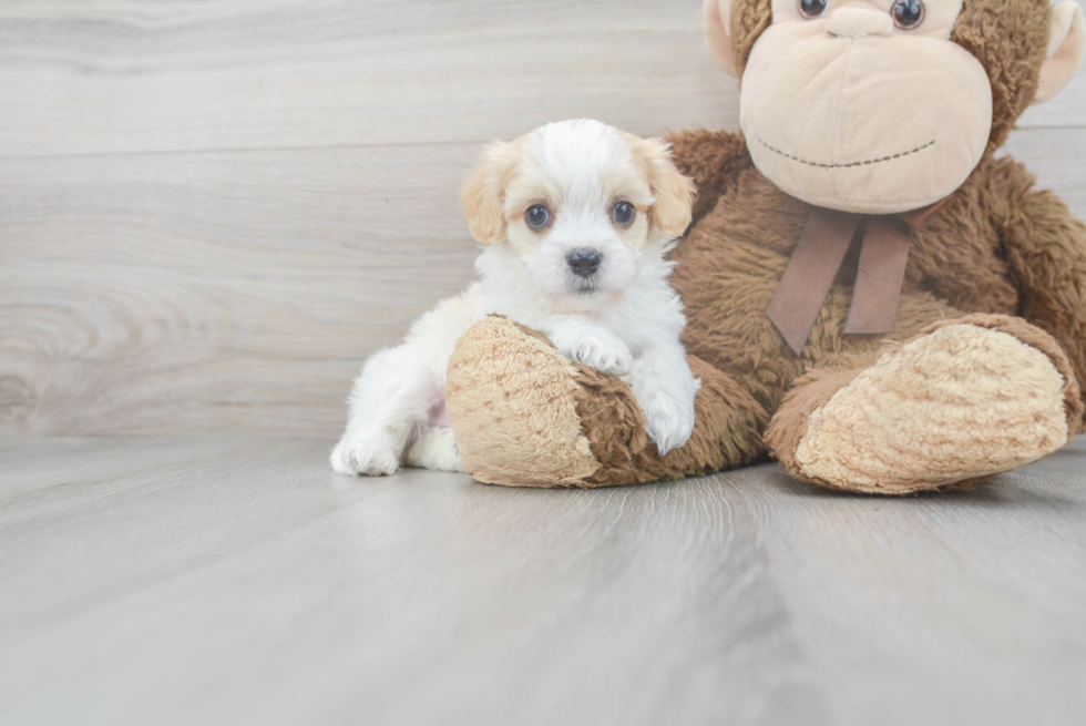 Sweet Cavachon Baby