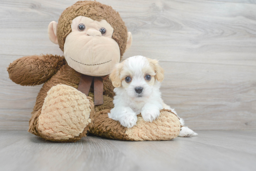 Playful Cavalier Designer Puppy