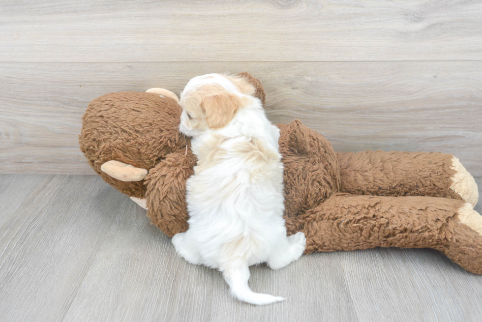 Cavachon Pup Being Cute