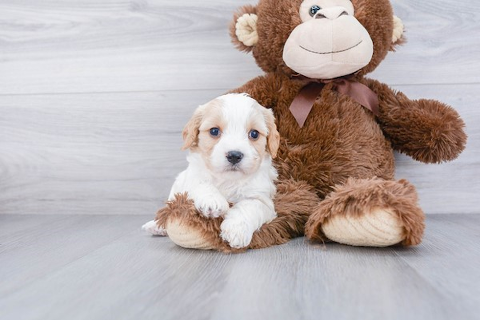 Funny Cavachon Designer Pup