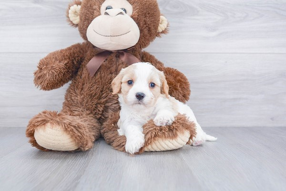 Sweet Cavachon Baby