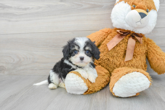 Smart Cavachon Designer Pup