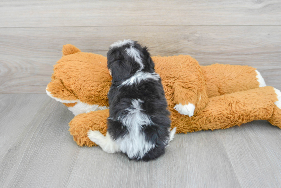 Cavachon Pup Being Cute