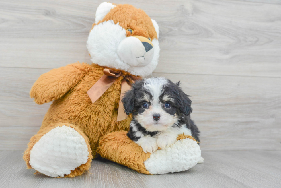 Cavachon Puppy for Adoption