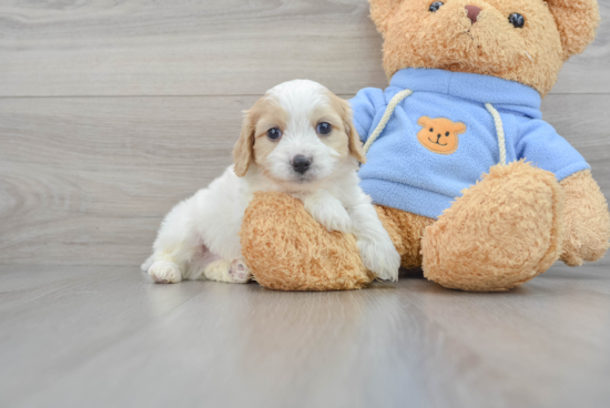 Cavachon Pup Being Cute