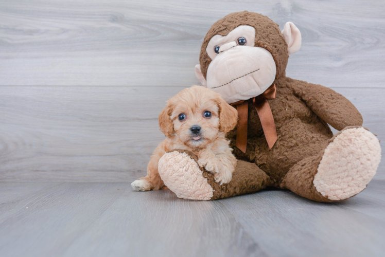 Small Cavachon Baby