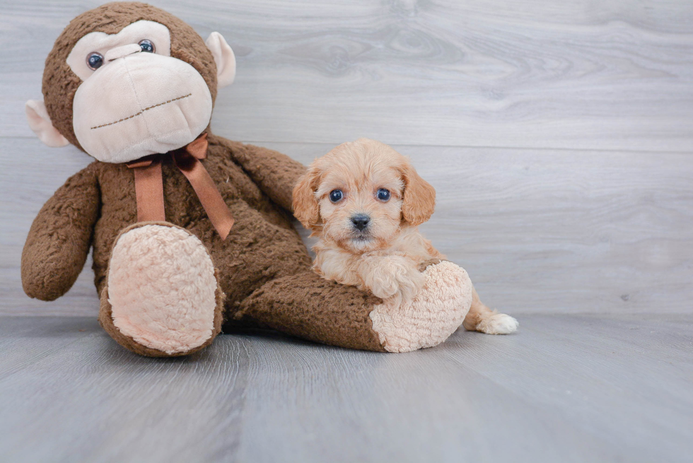 Cavachon Puppy for Adoption