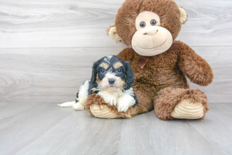 Smart Cavachon Designer Pup