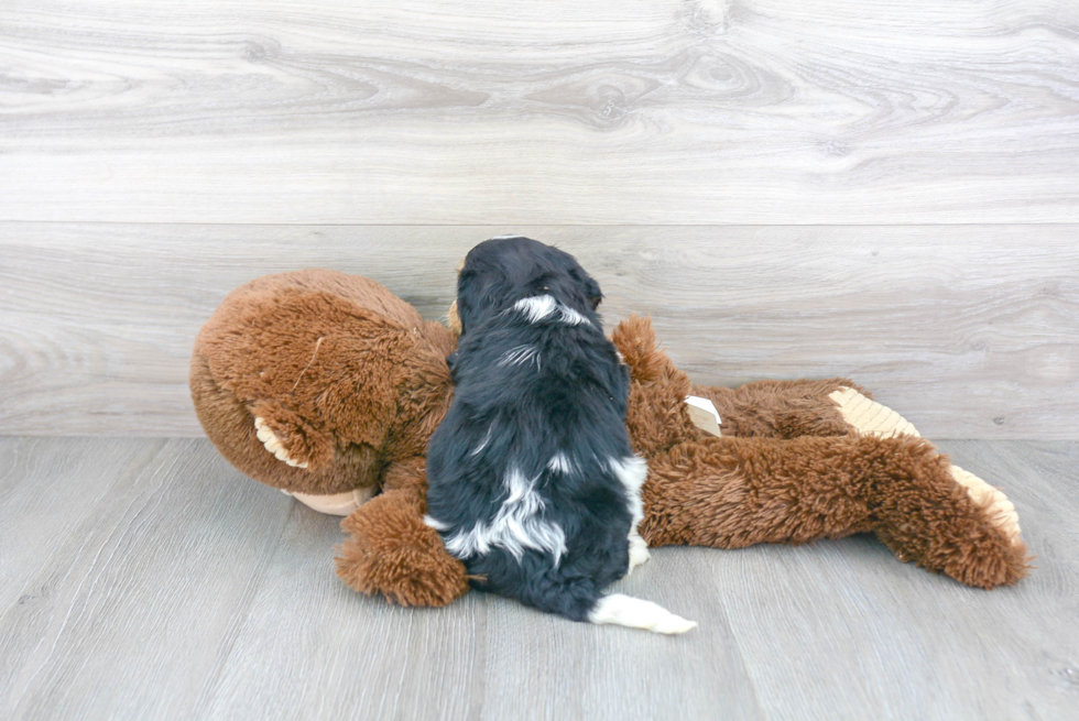 Small Cavachon Baby