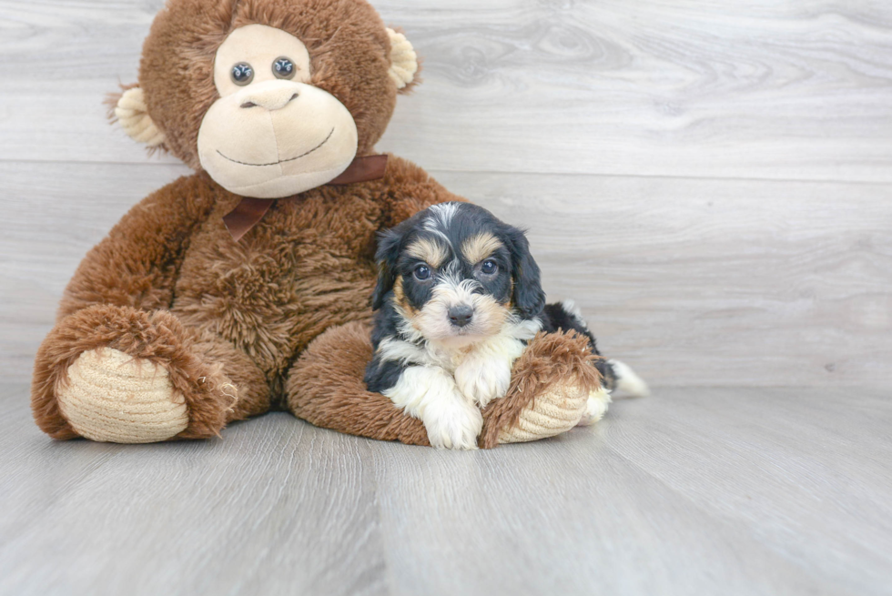 Cavachon Puppy for Adoption