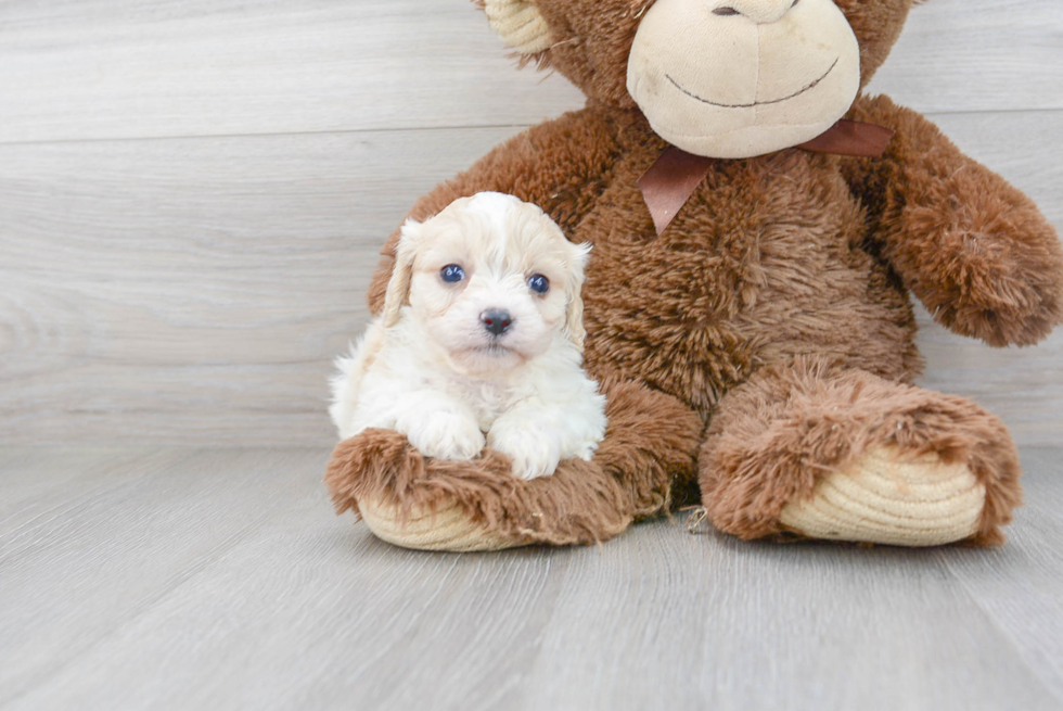 Funny Cavachon Designer Pup