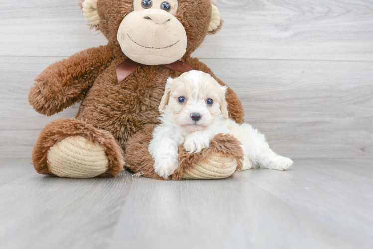 Playful Cavalier Designer Puppy