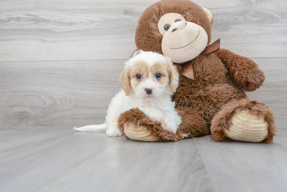 Petite Cavachon Designer Pup