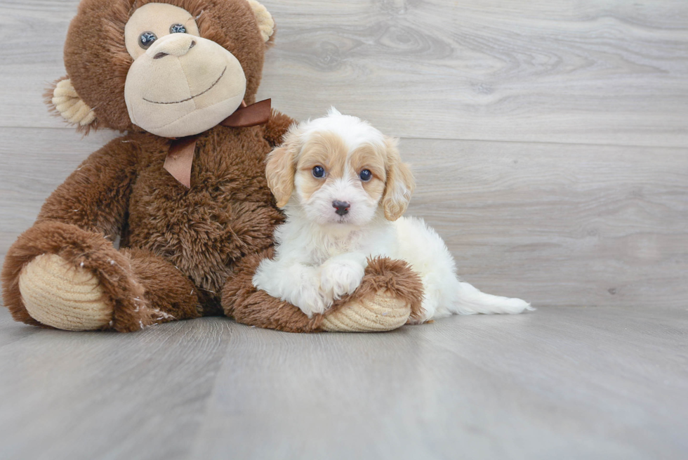 Happy Cavachon Baby