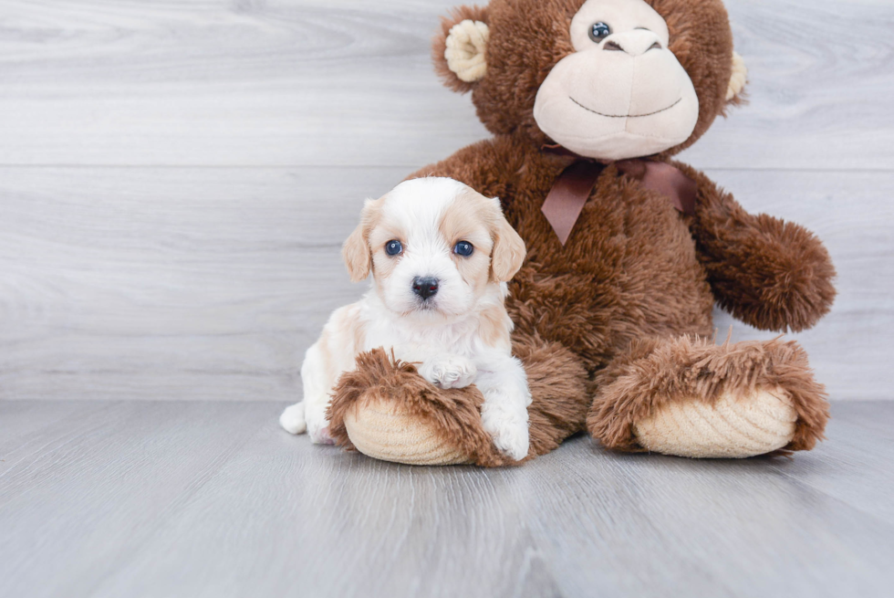 Little Cavalier Designer Puppy