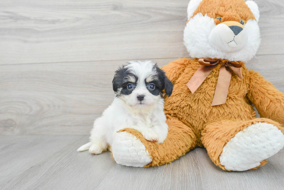 Playful Cavalier Designer Puppy