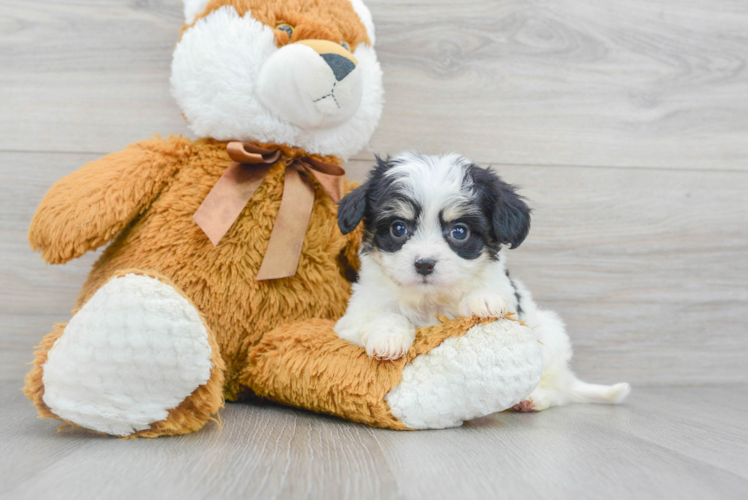 Cavachon Puppy for Adoption