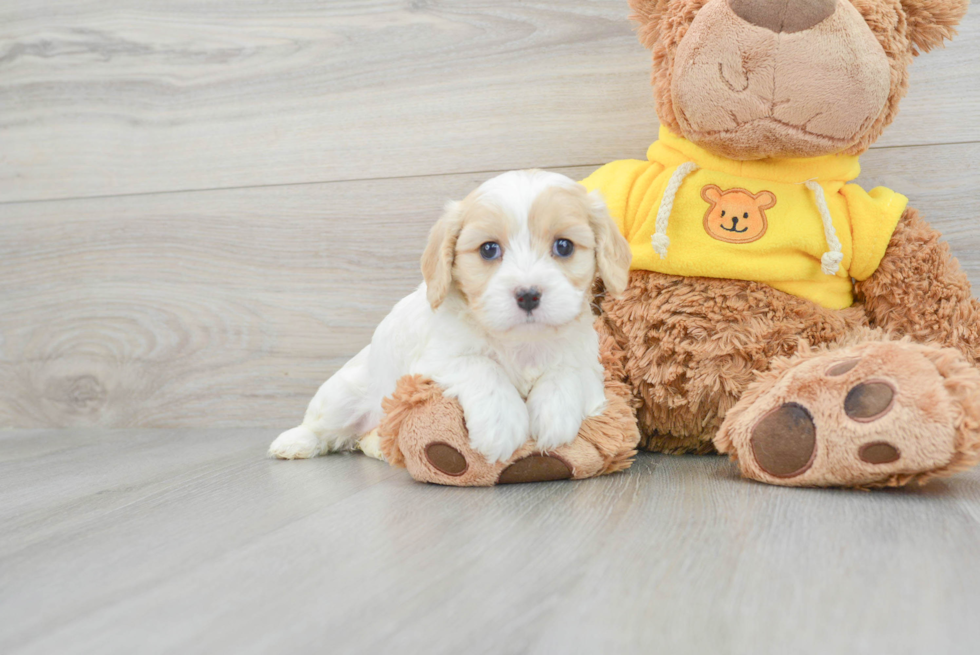 Best Cavachon Baby