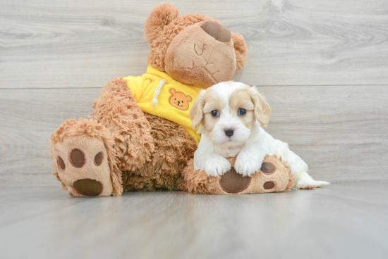 Cavachon Puppy for Adoption