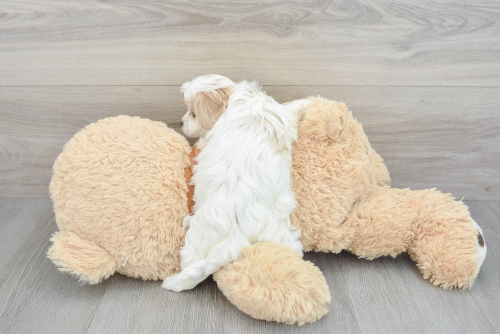 Friendly Cavachon Baby