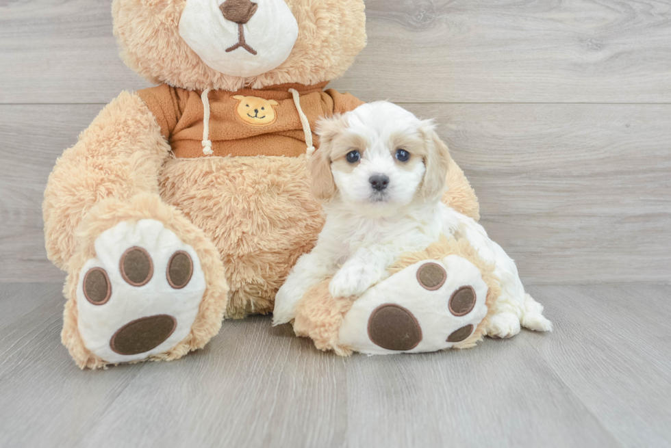 Friendly Cavachon Baby