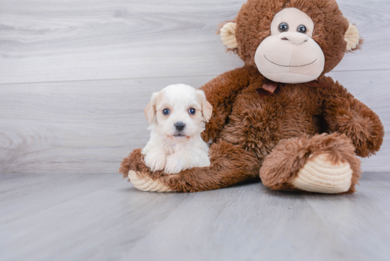 Best Cavachon Baby